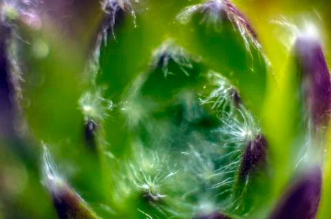 Natural background Stock Photos