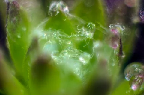 Natural background Stock Photos