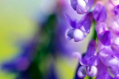 Natural background Stock Photos