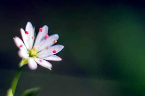 Natural background Foto stock