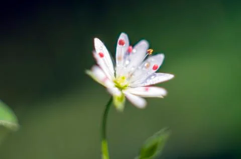 Natural background Foto stock