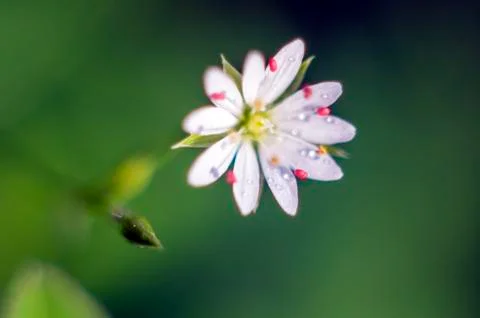Natural background Stock Photos