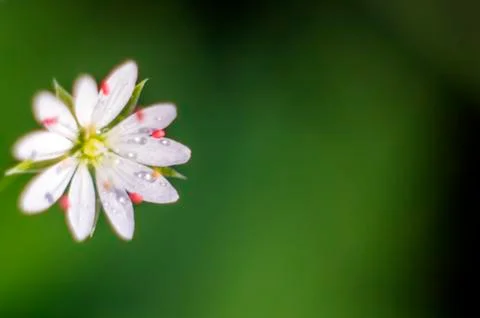Natural background Stock Photos