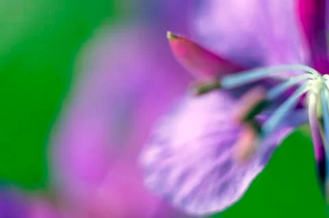 Natural background Stock Photos