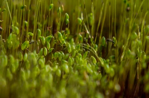 Natural background Stock Photos