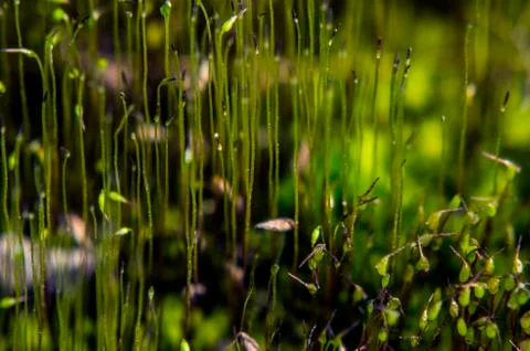 Natural background Stock Photos