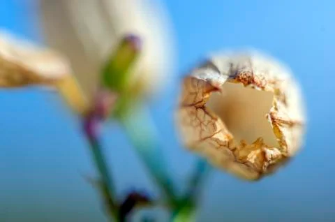 Natural background Stock Photos