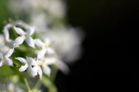 Natural background Stock Photos