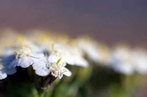 Natural background Foto stock