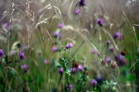 Natural background Stock Photos