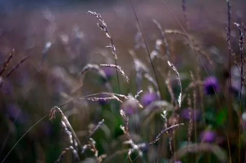 Natural background Stock Photos