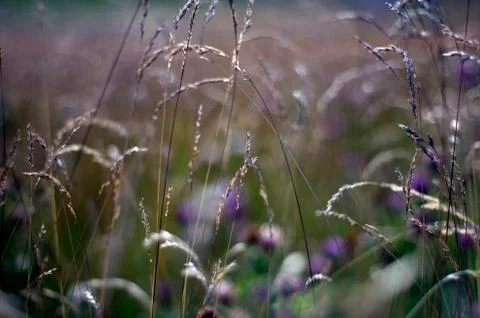 Natural background Foto stock