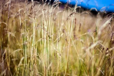 Natural background Stock Photos