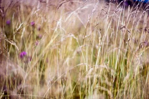 Natural background Stock Photos