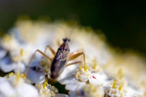 Natural background Stock Photos
