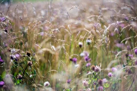 Natural background Stock Photos