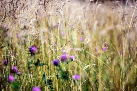 Natural background Stock Photos