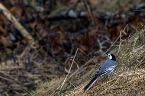 Natural background Foto stock