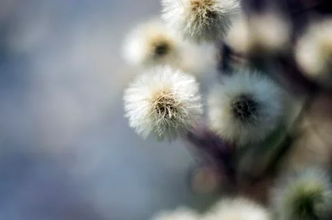 Natural background Foto stock