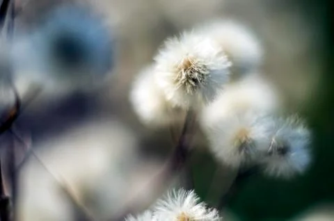 Natural background Stock Photos