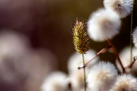 Natural background Stock Photos