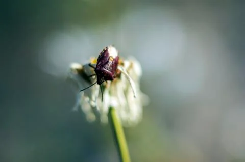 Natural background Stock Photos