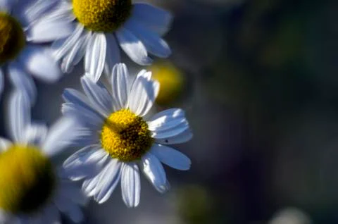 Natural background Stock Photos