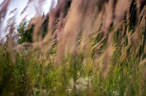 Natural background Foto stock