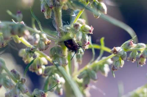 Natural background Stock Photos