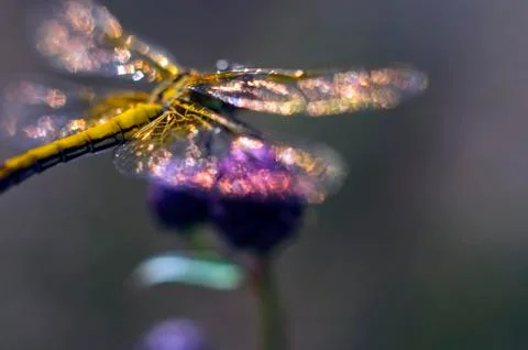 Natural background Stock Photos