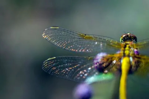 Natural background Stock Photos