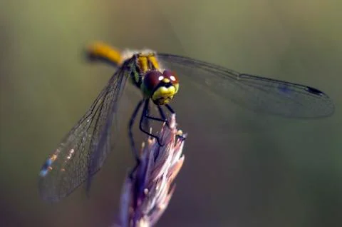 Natural background Stock Photos