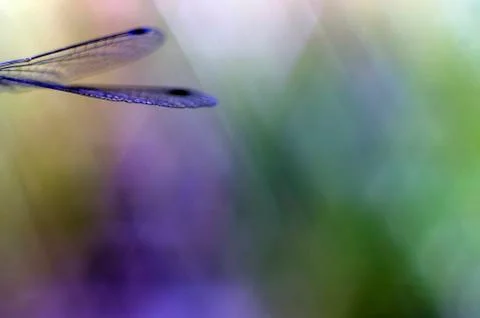 Natural background Stock Photos