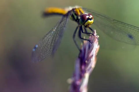 Natural background Stock Photos