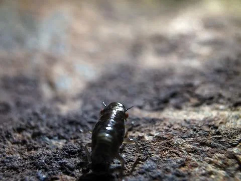 Natural background Stock Photos