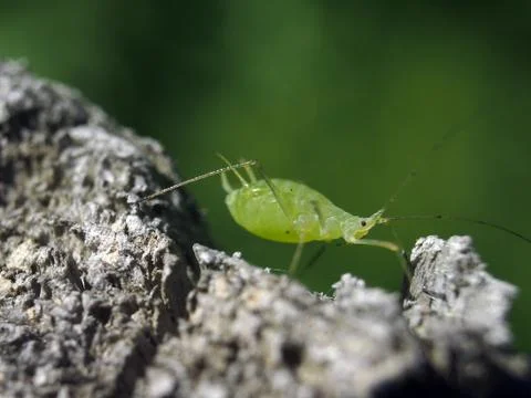 Natural background Stock Photos