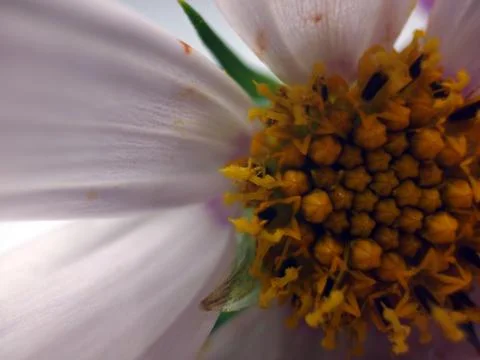 Natural background Stock Photos