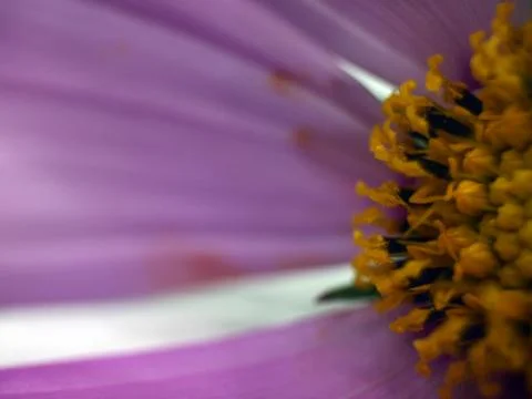 Natural background Foto stock