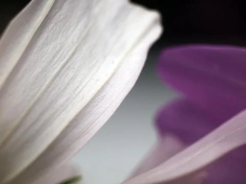 Natural background Stock Photos