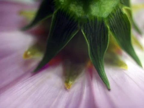 Natural background Stock Photos