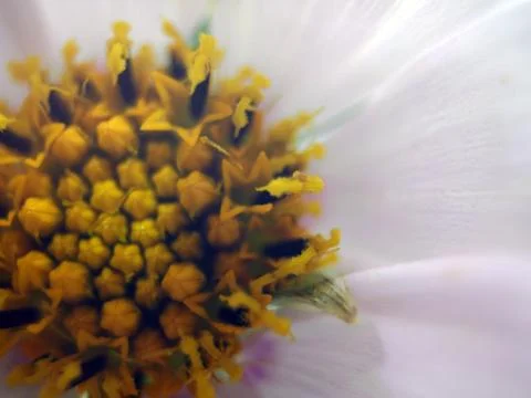 Natural background Stock Photos