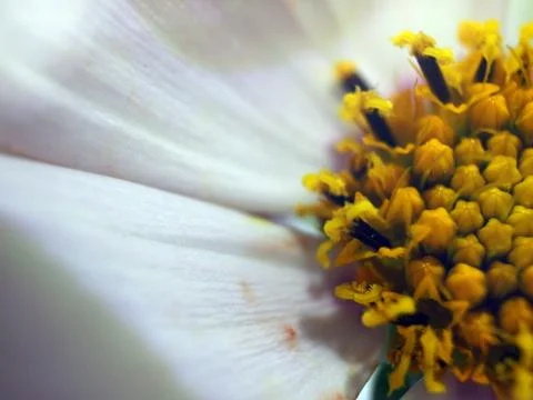 Natural background Stock Photos