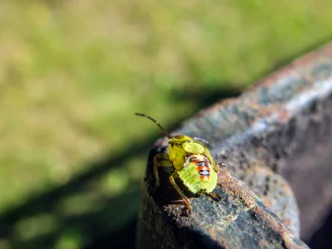 Natural background Stock Photos