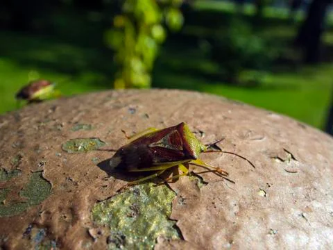 Natural background Stock Photos