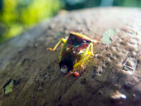 Natural background Foto stock