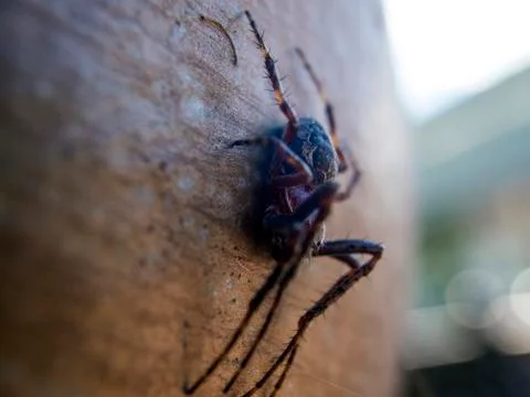 Natural background Stock Photos