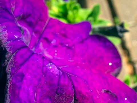 Natural background Stock Photos