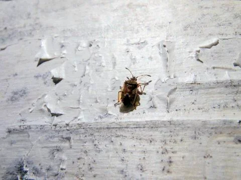 Natural background Stock Photos