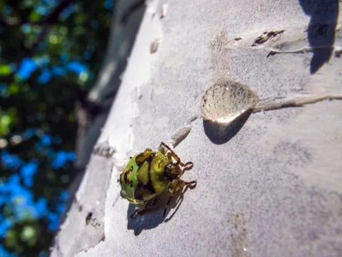 Natural background Stock Photos