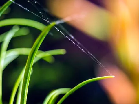 Natural background Stock Photos